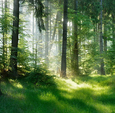 Sonnenlicht im Wald